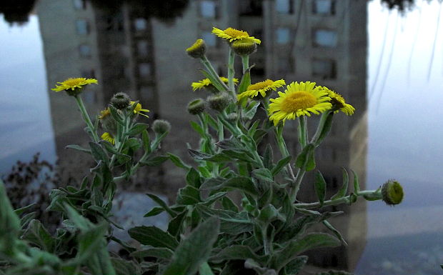 blšník červienkový Pulicaria dysenterica (L.) Bernh.