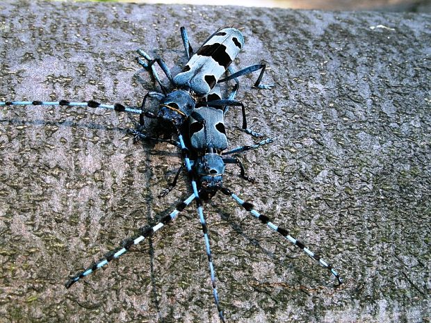 fuzáč alpský Rosalia alpina