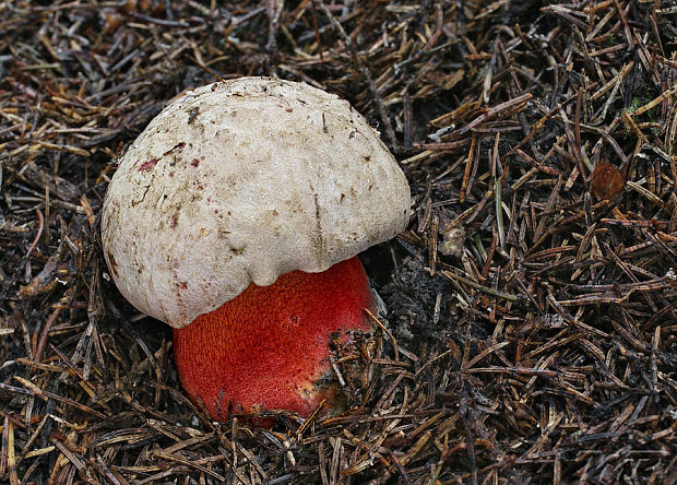 hríb úhľadný horský Rubroboletus rubrosanguineus (Cheype) Kuan Zhao & Zhu L. Yang