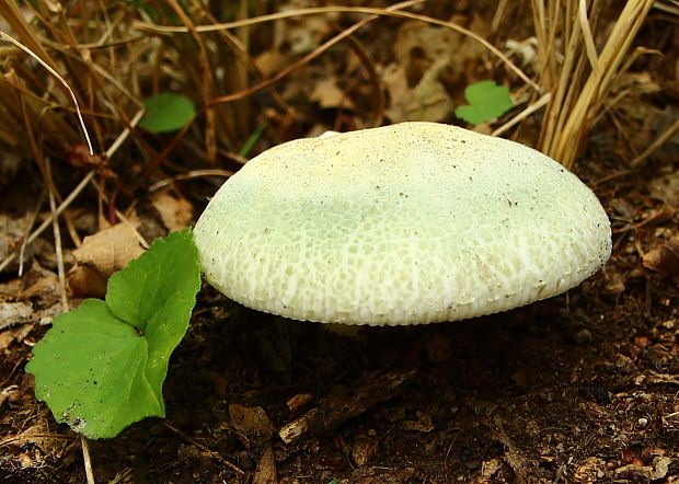 plávka zelenkastá Russula virescens (Schaeff.) Fr.