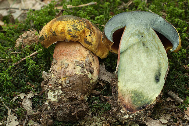 hríb zrnitohlúbikový Sutorius luridiformis (Rostk.) G. Wu & Zhu L. Yang