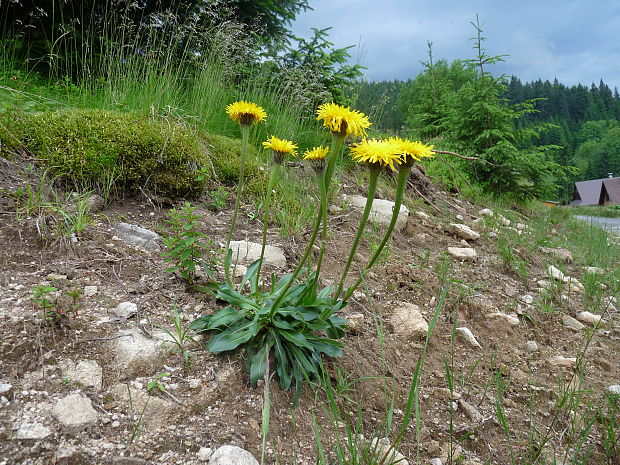 prasatnica  jednoúborová  Trommsdorffia uniflora (Vill.) Soják