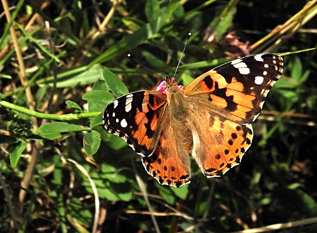 babôčka bodliaková Vanessa cardui