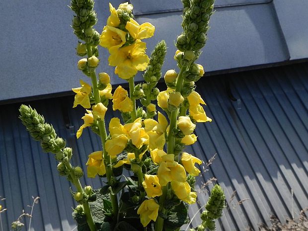 divozel veľkokvetý Verbascum densiflorum sp.