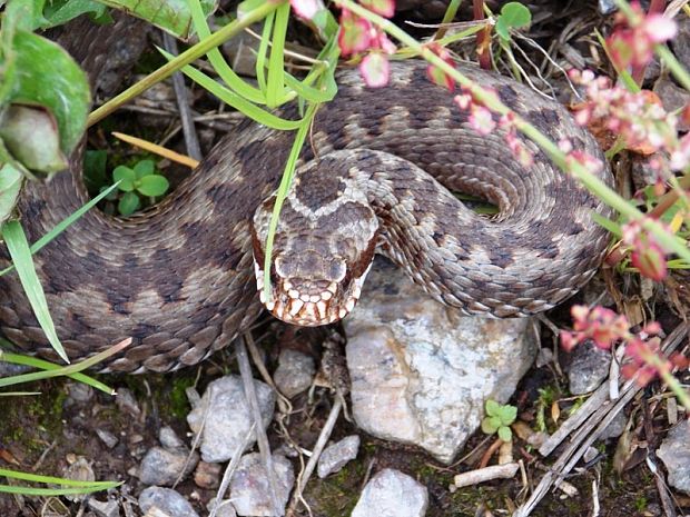 vretenica obyčajná Vipera berus