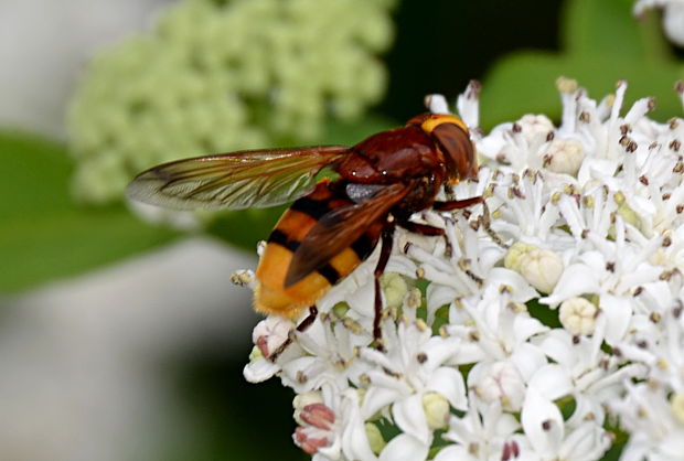 pestrica sršňovitá Volucella zonaria