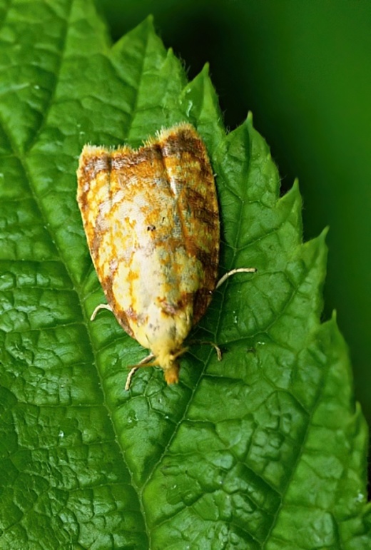 obaľovač šípkový Acleris bergmanniana