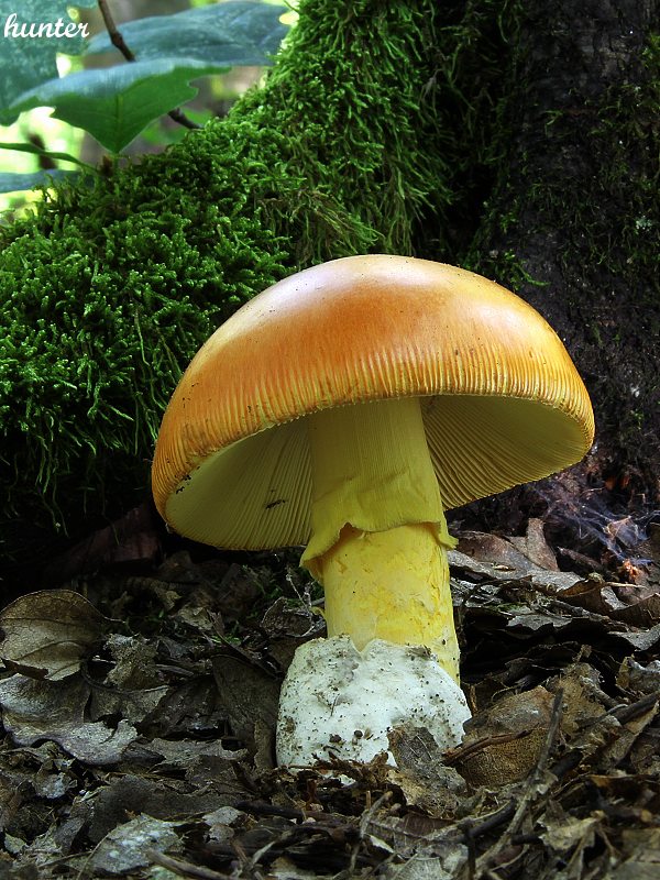 muchotrávka cisárska Amanita caesarea (Scop.) Pers.