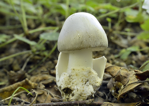 muchotrávka pošvatá Amanita vaginata (Bull.) Lam.