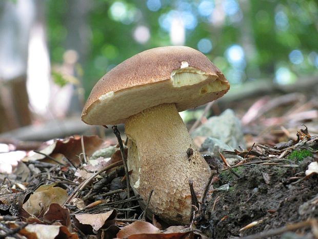 hríb dubový Boletus reticulatus Schaeff.