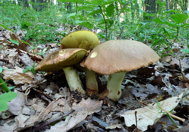 hríb príveskatý Butyriboletus appendiculatus (Schaeff. ex Fr.) Secr.