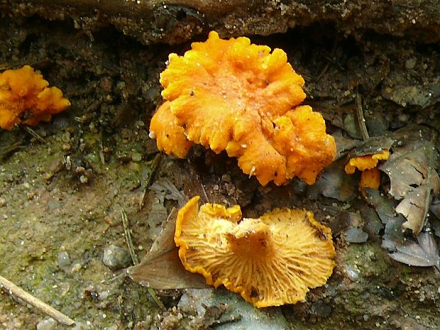 Kuriatko oranžové - Liška Friesova Kuriatko oranžové Cantharellus friesii  Quél.