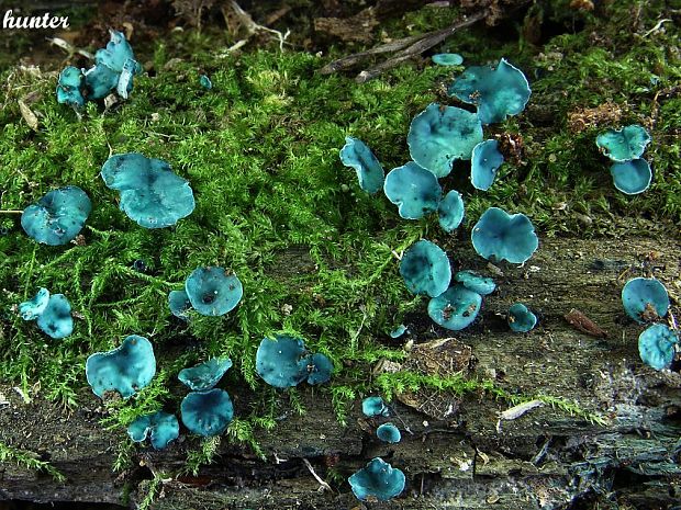 zelenica Chlorociboria sp.