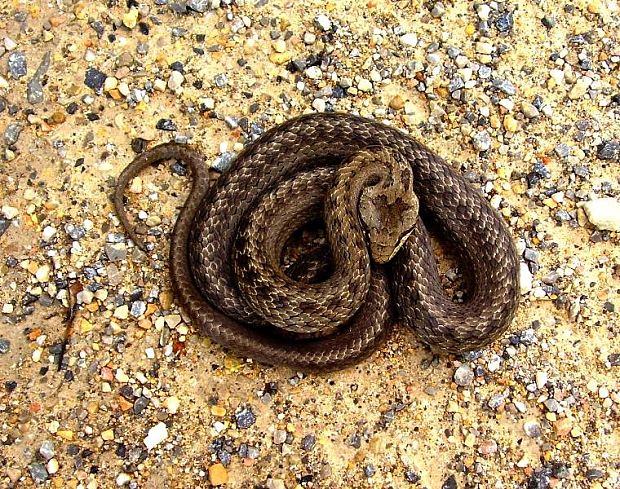 užovka hladká Coronella austriaca