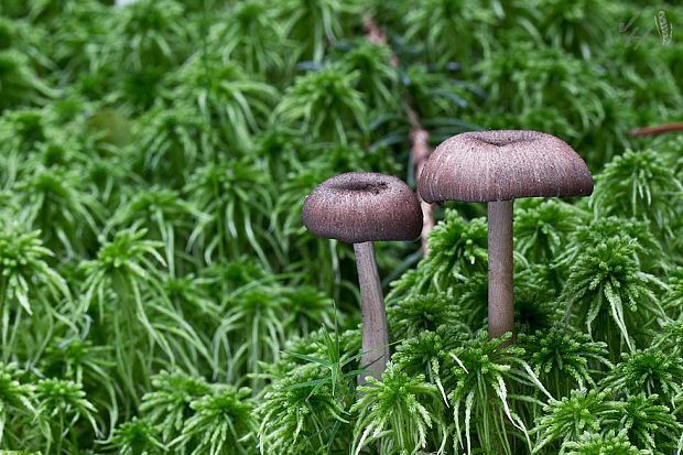 hodvábnica Entoloma caesiocinctum (Kühner) Noordel.