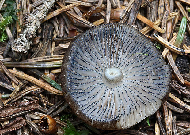 hodvábnica Entoloma caesiocinctum (Kühner) Noordel.