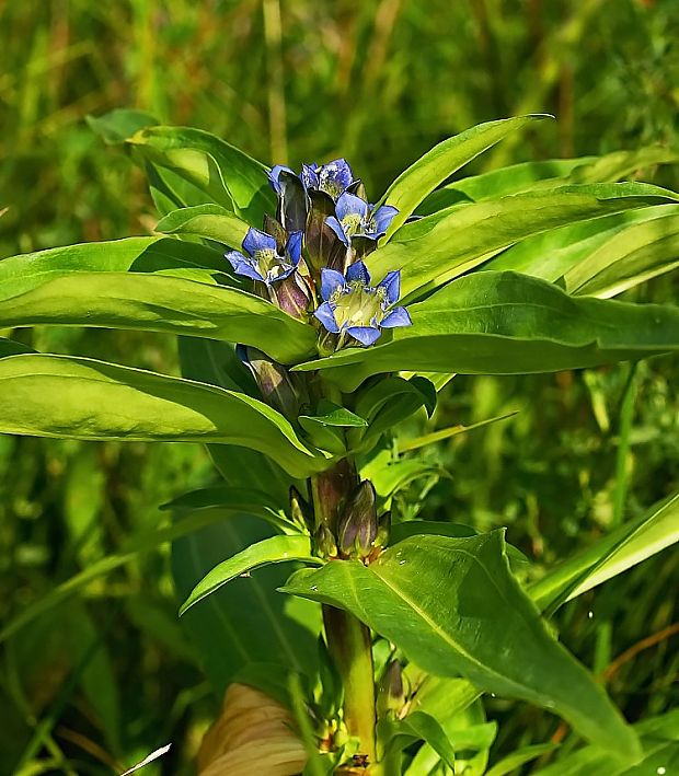 horec krížatý Gentiana cruciata L.