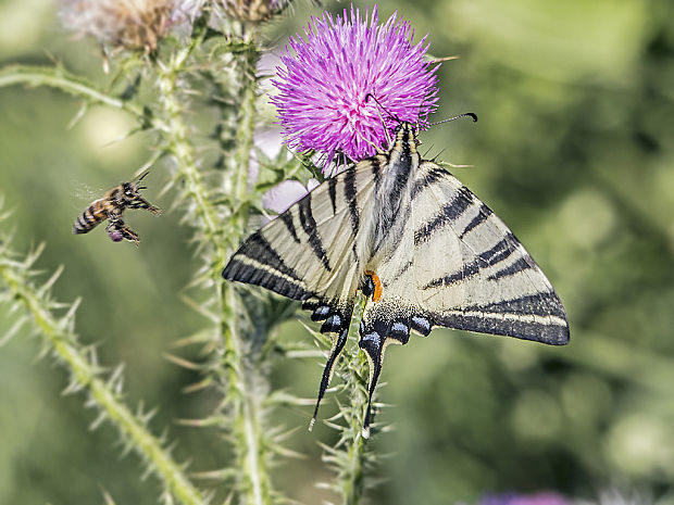 vidlochvost ovocný  Iphiclides podalirius