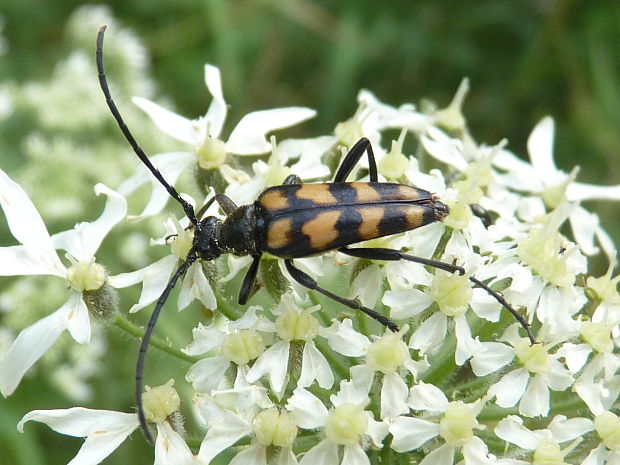 fuzáč  Leptura quadrifasciata