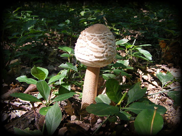 bedľa Macrolepiota sp.