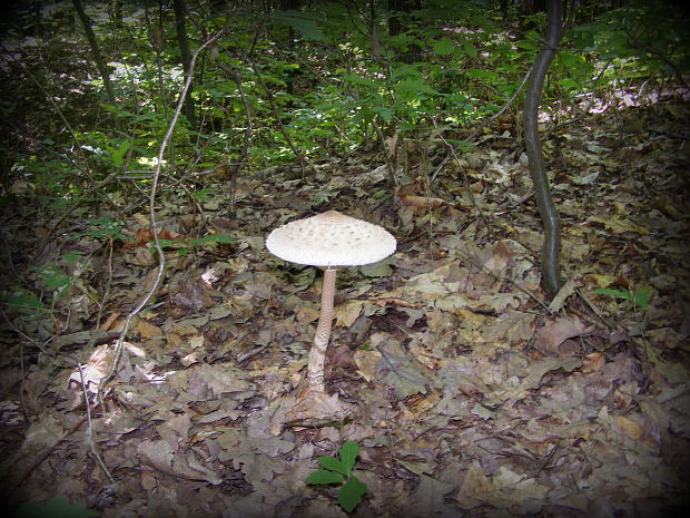 bedľa Macrolepiota sp.