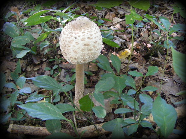 bedľa Macrolepiota sp.