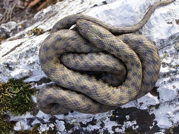 užovka fŕkaná Natrix tesellata