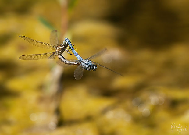 vážka hnědoskvrnná  Orthetrum brunneum