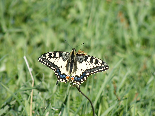 vidlochvost feniklový Papilio machaon