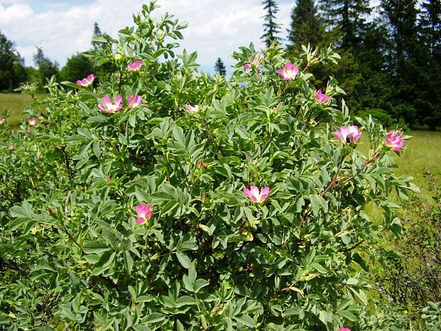 ruža Rosa sp.