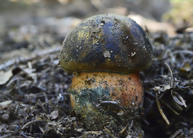 hríb zrnitohlúbikový Sutorius luridiformis (Rostk.) G. Wu & Zhu L. Yang