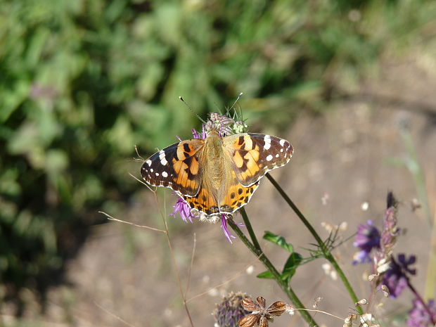 babôčka bodliaková Vanessa cardui