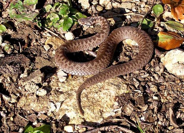 vretenica obyčajná ,hrdzavá, Vipera berus ,chersea,