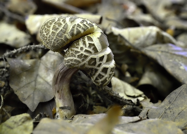 suchohríb žltomäsový Xerocomellus chrysenteron (Bull.) Šutara