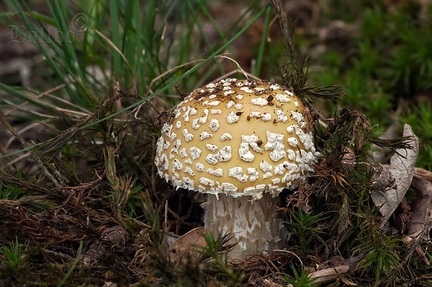 muchotrávka slamovožltá Amanita gemmata (Fr.) Bertill.