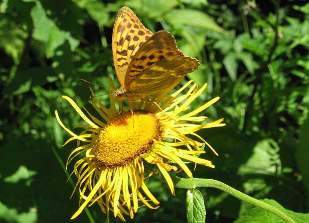 perlovec striebristopásavý  Argynnis paphia