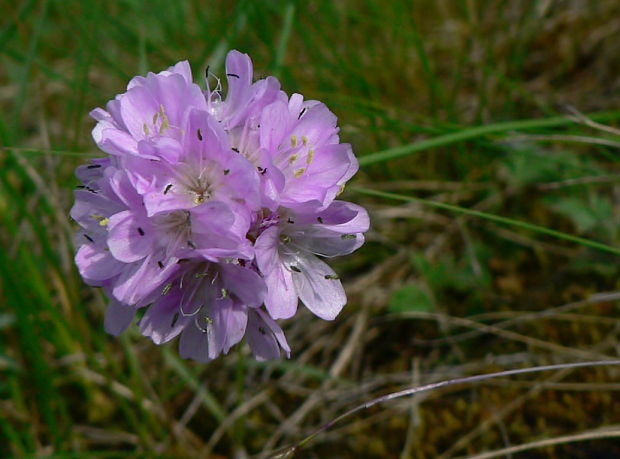 trávnička obyčajná Armeria vulgaris Willd.