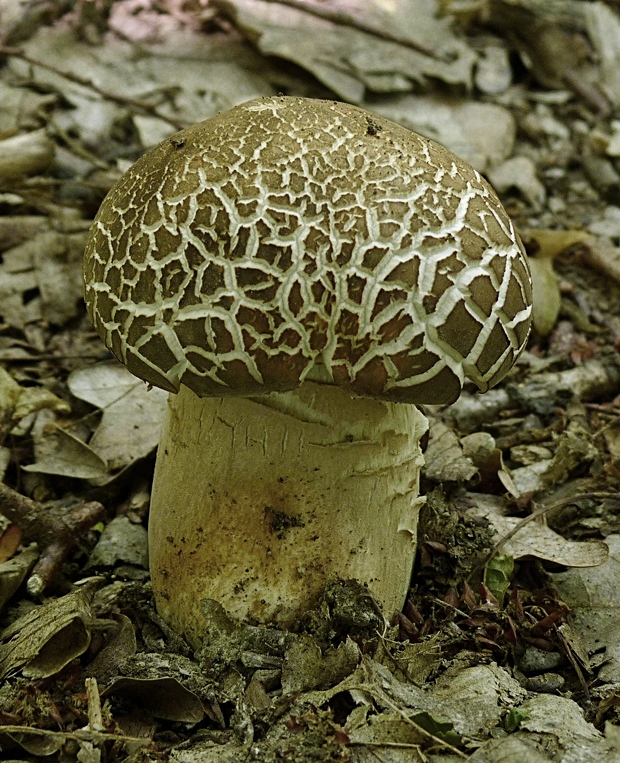 hríb bronzový Boletus aereus Bull. ex Fr.