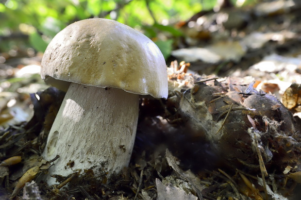 hríb smrekový Boletus edulis Bull.