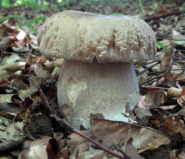 hríb dubový Boletus reticulatus Schaeff.