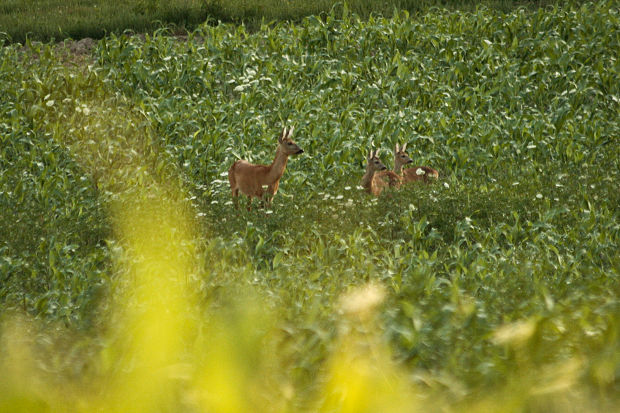 srna lesná, dvojčence Capreolus capreolus