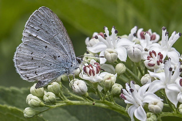 modráčik krušinový Celastrina argiolus