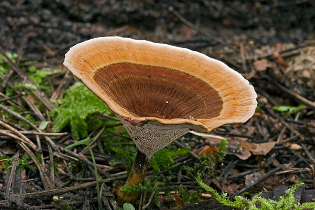 kožovník pásikavý Coltricia perennis (L.) Murrill