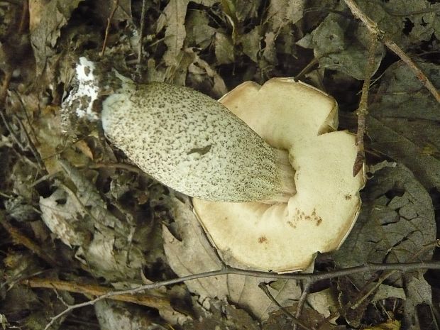 kozák topoľový Leccinum duriusculum (Schulzer ex Kalchbr.) Singer