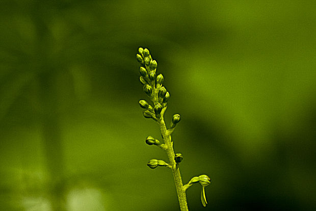 bradáčik vajcovitolistý  Listera ovata L.