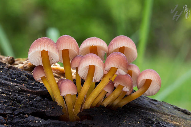 prilbička žltohlúbiková Mycena renati Quél.