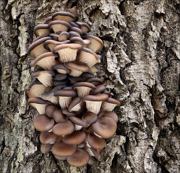 hliva ustricovitá Pleurotus ostreatus (Jacq.) P. Kumm.