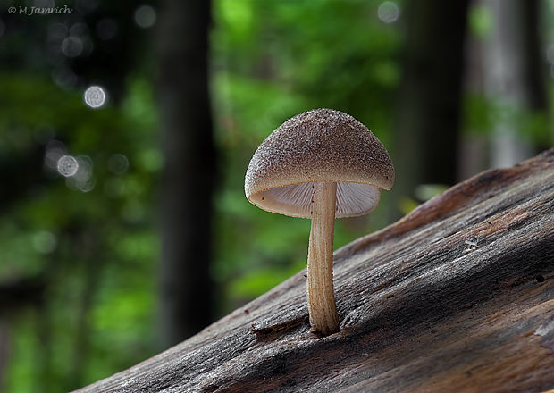 štítovka zamatová Pluteus plautus (Weinm.) Gillet