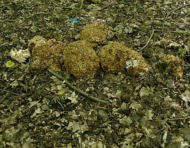 trúdnik klobúčkatý Polyporus umbellatus (Pers.) Fr.