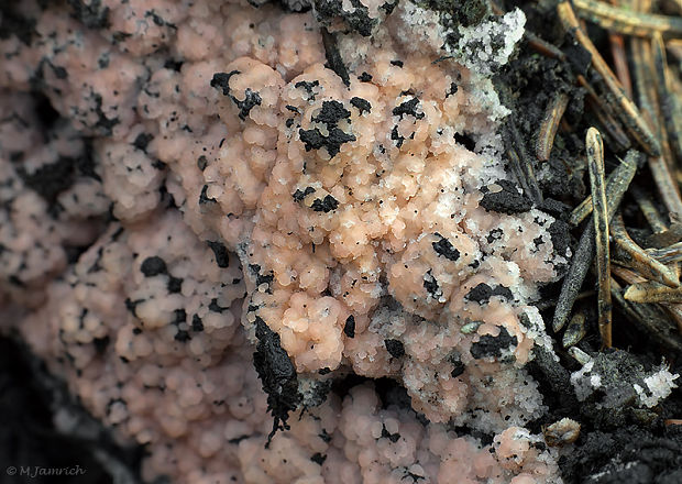 ohnivka spálenisková Pyronema omphalodes (Bull.) Fuckel